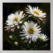 White Aster Blumen Art Print Poster (Vorne)