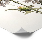 White Aster Blumen Art Print Poster (Ecke)