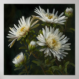 White Aster Blumen Art Print Poster