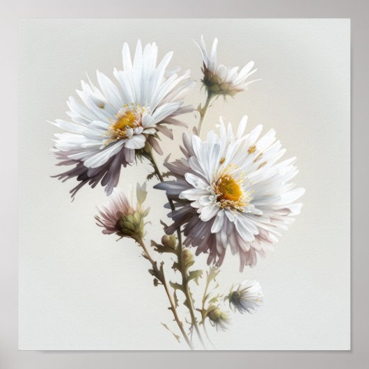 White Aster Blumen Art Print Poster (Vorne)