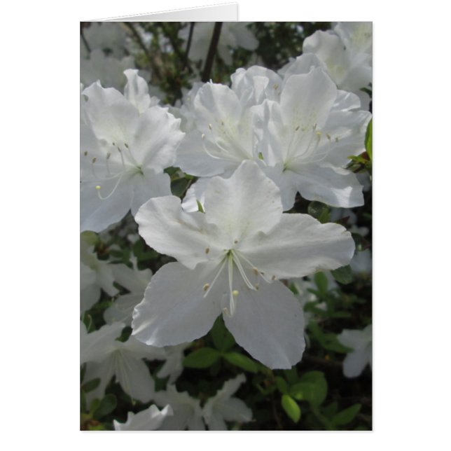 White Azalea (Vorne)