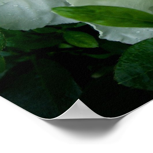 White Azalea Poster (Ecke)