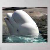 White Baby Beluga Poster (Vorne)