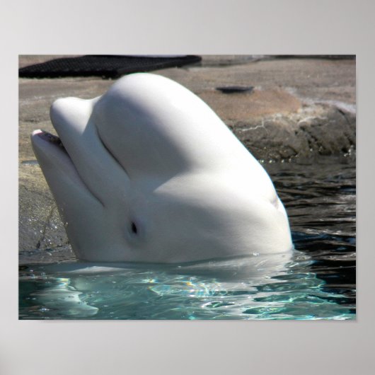 White Baby Beluga Poster (Vorne)