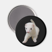 White Baby Ferret Magnet (Vorderseite/Rückseite)