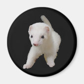 White Baby Ferret Magnet (Vorne)