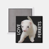 White Baby Ferret Magnet (Vorderseite/Rückseite)