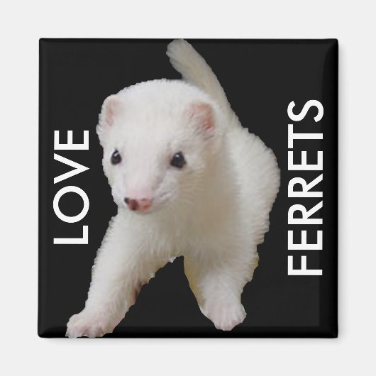 White Baby Ferret Magnet (Vorne)