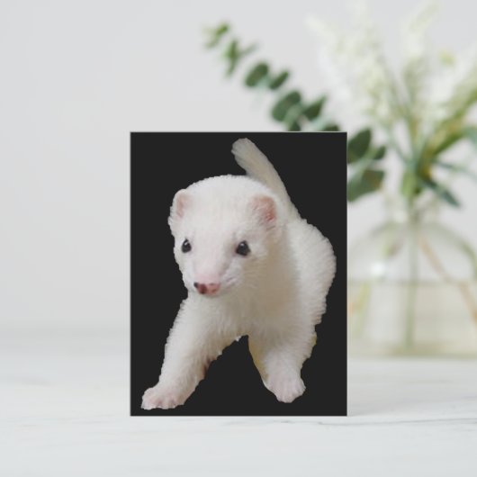 White Baby Ferret Postcard Postkarte (Stehend Vorderseite)