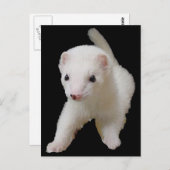 White Baby Ferret Postkarte (Vorne/Hinten)