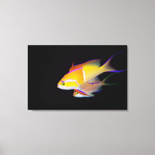 White Bar Anthias Leinwanddruck (Vorderseite)