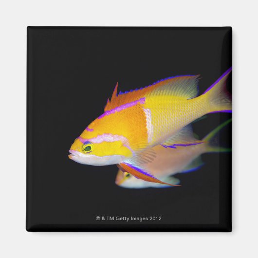 White Bar Anthias Magnet (Vorne)