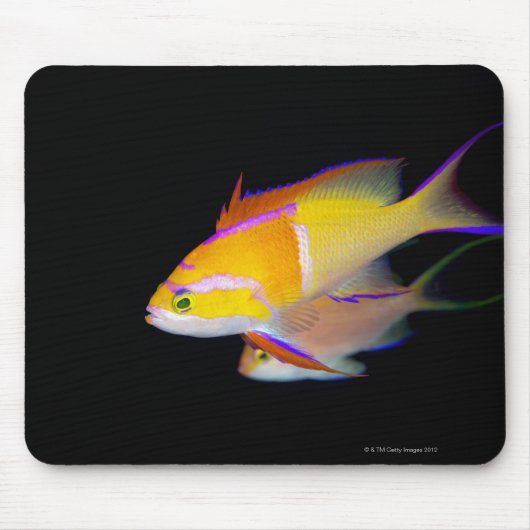 White Bar Anthias Mousepad (Vorne)