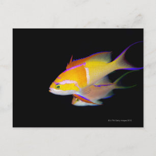 White Bar Anthias Postkarte