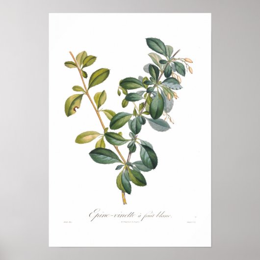 White Barberry Poster (Vorne)