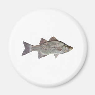 White Bass Logo Magnet