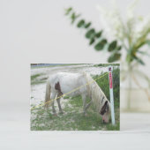 White Beach Pony Postkarte (Stehend Vorderseite)
