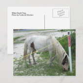 White Beach Pony Postkarte (Vorne/Hinten)