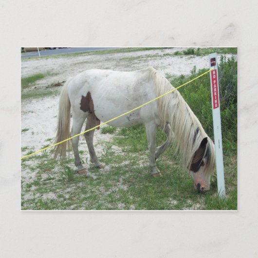 White Beach Pony Postkarte (Vorderseite)