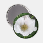 White Beach Rose Magnet (Vorderseite/Rückseite)