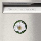 White Beach Rose Magnet (In Situ (Geschirrspüler))