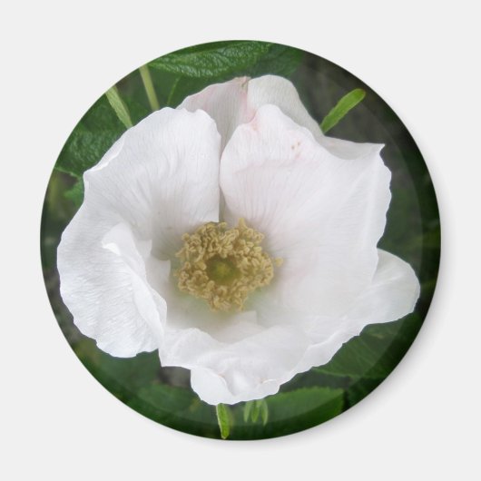 White Beach Rose Magnet (Vorne)