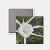White Beach Spider Lilies Blume Foto Magnet (Vorderseite/Rückseite)