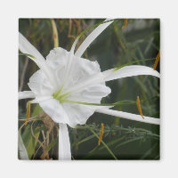 White Beach Spider Lilies Blume Foto