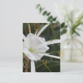 White Beach Spider Lilies Blume Foto Postkarte (Stehend Vorderseite)