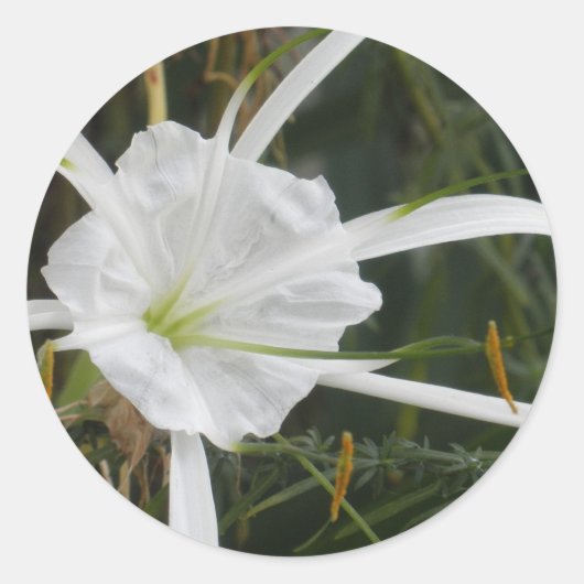White Beach Spider Lilies Blume Foto Runder Aufkleber (Vorderseite)