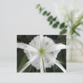 White Beach Spider Lily Lilies Blume Foto Postkarte (Stehend Vorderseite)