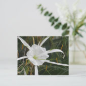 White Beach Spider Lily Lilies Blume Foto Postkarte (Stehend Vorderseite)