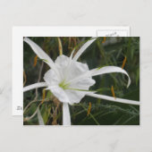 White Beach Spider Lily Lilies Blume Foto Postkarte (Vorne/Hinten)