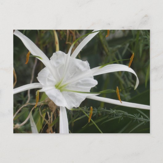 White Beach Spider Lily Lilies Blume Foto Postkarte (Vorderseite)