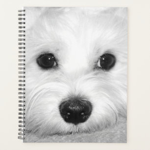 White Beauty Maltese Mama Planer