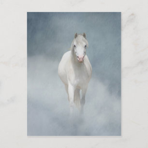 white beauty postkarte
