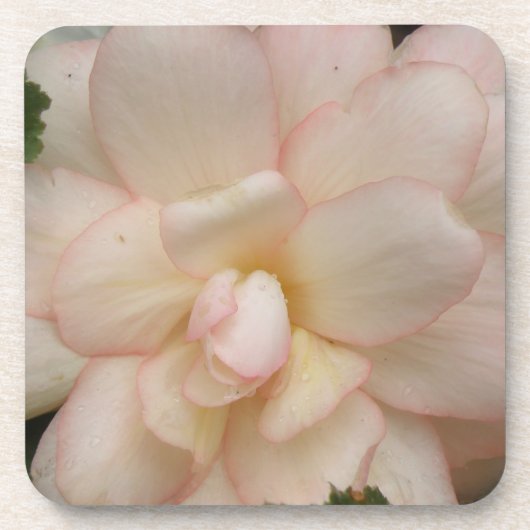White Begonia Blume Cork Untersetzer (Vorderseite)