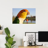 White Bellied Caique Parrot Gesangsposter Poster (Heimbüro)