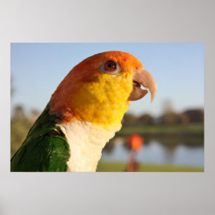 White Bellied Caique Parrot Gesangsposter Poster