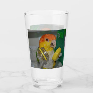 White Bellied Caique Parrot Playing Glas