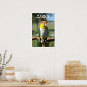 White Bellied Caique Parrot Poster (Küche)