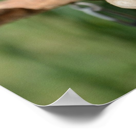 White Bellied Caique Parrot Poster (Ecke)