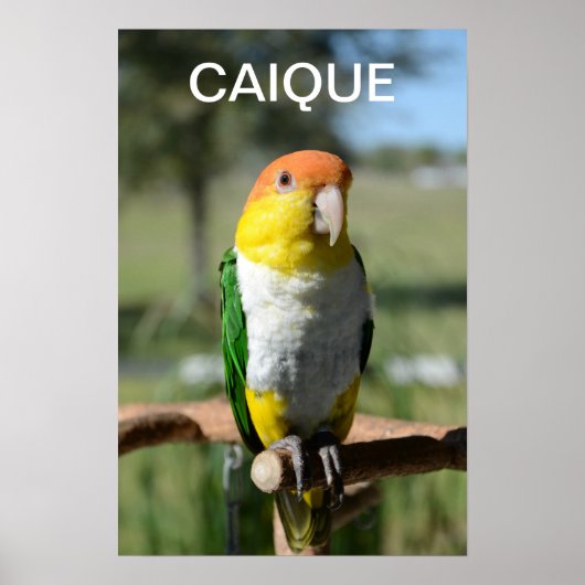 White Bellied Caique Parrot Poster (Vorne)