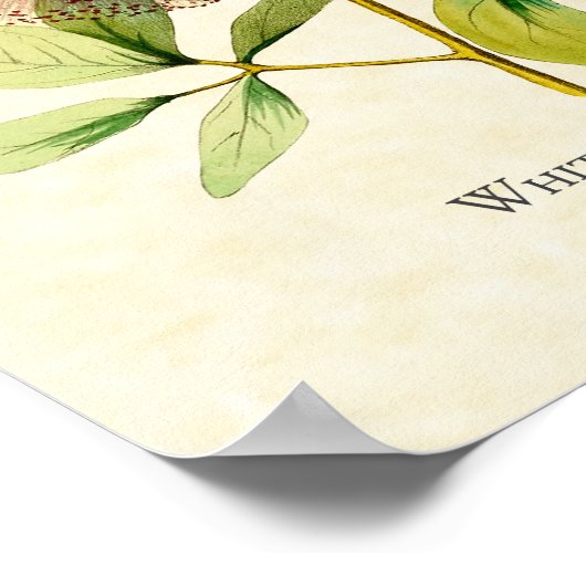 White Bellied Emerald Hummingbird Art Print Poster (Ecke)