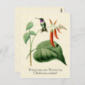 White Bellied Woodstar Hummingbird Vintage Kunst Postkarte (Vorne/Hinten)