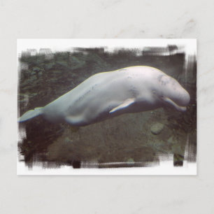 White Beluga Whale Postcard Postkarte