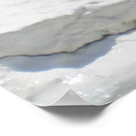 White Beluga Whale Poster (Ecke)