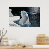 White Beluga Whale Poster (Küche)