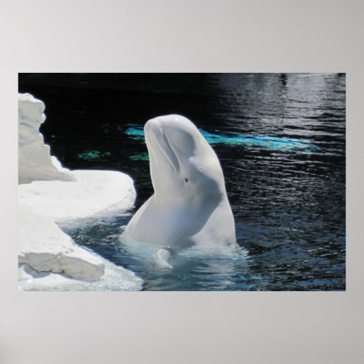 White Beluga Whale Poster (Vorne)