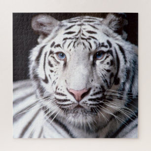 White Bengalisch Tiger Face Foto Image Puzzle